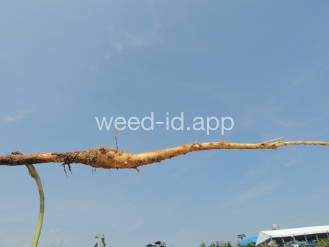 parsnip, wild
